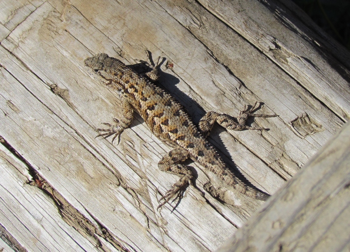 Western Fence Lizard